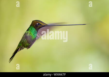 Schwert-billed Hummingbird - Ensifera ensifera, beliebten langen Schnabel hummingbird von Andinen Pisten von Südamerika, Guango Lodge, Ecuador. Stockfoto