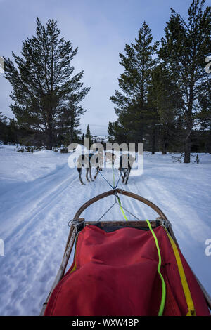 POV Bild von Hundeschlitten Fahrt in Norwegen im Winter Stockfoto