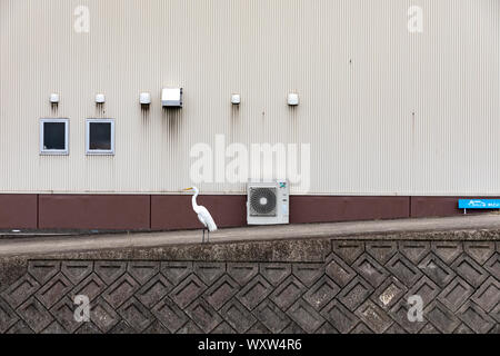 Östlichen Silberreiher (Ardea alba Modesta) außerhalb der industriellen Gebäude; Japan Stockfoto