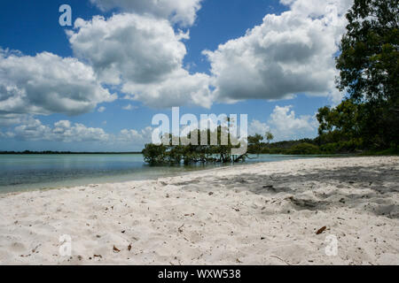 East Coast Strand mit Mangroven auf Fraser Island, Queensland, Australien, die größte Sandinsel der Welt Stockfoto