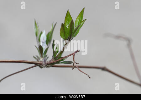 Clematis Triebe im Frühling Stockfoto