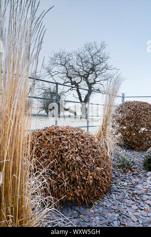 Elegantes, modernes Design, Landschaftsgestaltung und Bepflanzung (formgehölze, Gräser & Schiefer Chips) - close-up von Frosty misty Wintergarten, Yorkshire, England, Großbritannien Stockfoto