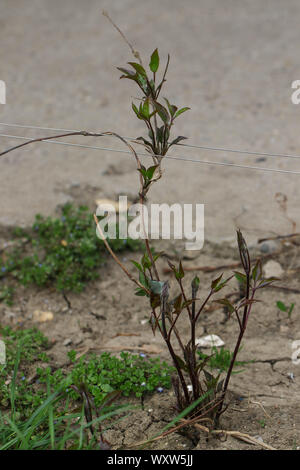Clematis Triebe im Frühling Stockfoto