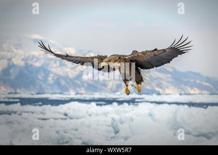 White tailed Seeadler im Flug, Hokkaido, Japan Stockfoto