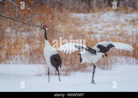 Rot gekrönter Krane Tanz Anzeige, Hokkaido Stockfoto