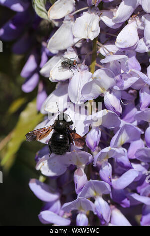 Hummel auf Wisteria blütenstand an einem sonnigen Tag Stockfoto