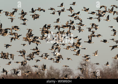 Herde mit weißer Fassade, Gänse, Anser albifrons, fliegen in Schleswig Holstein, Deutschland, Europa Stockfoto