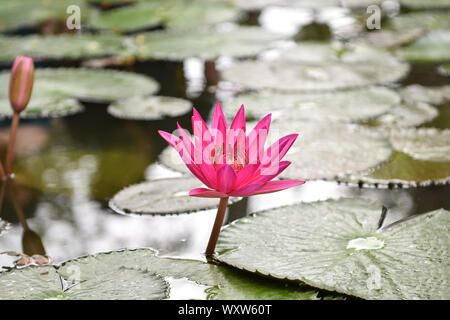 Closeup Bild von rosa Lilie Blume Blüte auf blauem Wasser und grüne Blätter Hintergrund, schöne lila Seerose in der Blüte auf Teich, eine Lotusblüte f Stockfoto