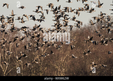 Herde mit weißer Fassade, Gänse, Anser albifrons, fliegen in Schleswig Holstein, Deutschland, Europa Stockfoto