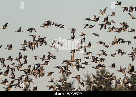 Herde mit weißer Fassade, Gänse, Anser albifrons, fliegen in Schleswig Holstein, Deutschland, Europa Stockfoto