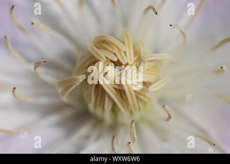 Zusammenfassung Hintergrund Kern der Clematis Blume Stockfoto