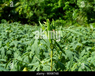 Ein kleiner Bereich der Okra in Bermuda wachsende Stockfoto