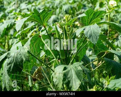 Ein kleiner Bereich der Okra in Bermuda wachsende Stockfoto