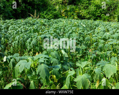 Ein kleiner Bereich der Okra in Bermuda wachsende Stockfoto