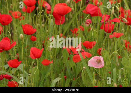 Floral background mit grünem Gras und hell roter Mohn closeup Stockfoto