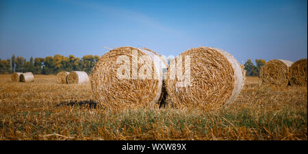 Kaution Heu ernten in der wundervollen Herbst Bauern feld landschaft mit Heu Stacks Stockfoto