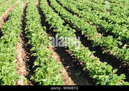 Reihen Kartoffeln wachsen in Feld Spanien Stockfoto