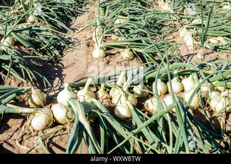 Zwiebeln wächst im Feld Spanien Zwiebelfeld Stockfoto