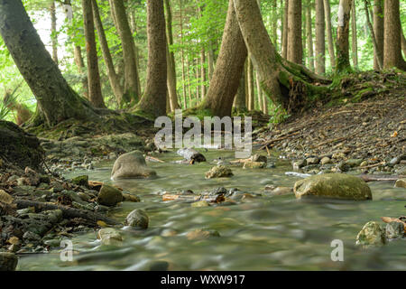 Schönheit weiches Wasser Strom in einem grünen Wald. Lange Belichtung. Stockfoto