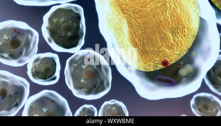 Bereich der Fettzellen, hochwertige 3D-Render von Zellen, Zellen, die Struktur des Moleküls, Zelle Struktur, die Teilung von menschlichen Zellen Stockfoto