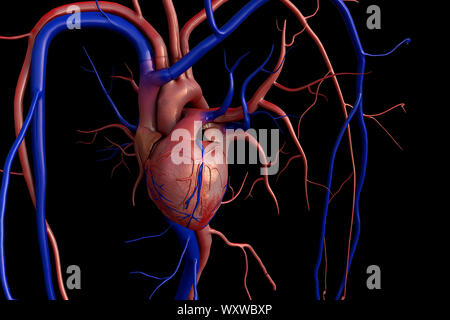 Menschliche Herz Anatomie, Arterie, Arterie mit einem abgetrennten Bereichs, hochwertige Rendering mit original Texturen und Global Illumination gezeigt, Kontraktion o Stockfoto