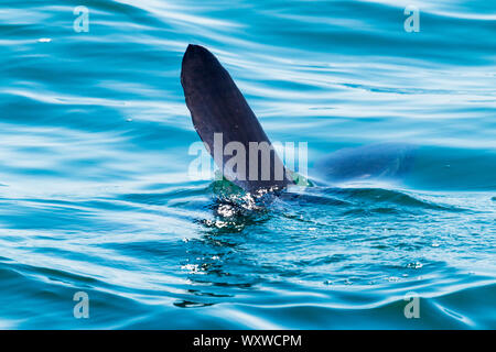 Ein sunfish ist die Abkehr von uns mit seiner Flosse aus dem Wasser. Stockfoto
