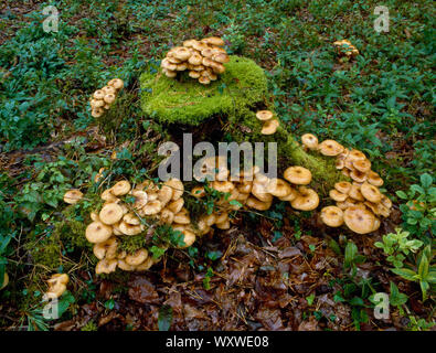 Honig Pilz Armillaria Mellea, und Moos auf Baumstumpf, umgeben von Hund Quecksilber, Mercurialis perennis, Loggerheads Land Park, North Wales. Stockfoto