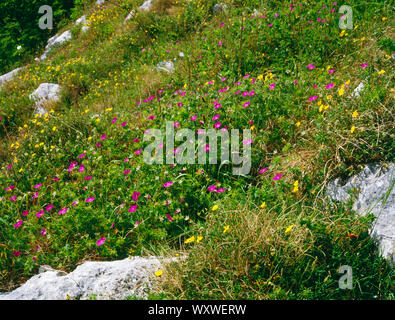 Bloody Cranesbill, Geranium sanguineum, und gemeinsame Zitrosen, Helianthemum nummularium, blühen auf Richtung Süden Kalkstein zutage, Loggerheads Park. Stockfoto