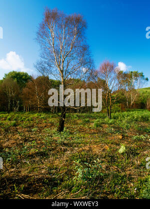 Birke, Wald und Kalkstein Heide Regeneration nach Feuer verbrannt. Moel Findeg lokale Nature Reserve, Maeshafn, North Wales. Stockfoto