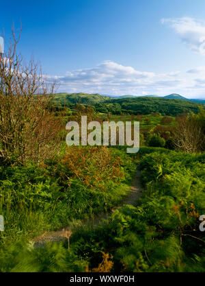 Moel Findeg lokale Nature Reserve, Maeshafn, Denbighshire, Richtung Bryn Alyn und Moel Gyw. Regenerierende bracken und Bäume nach Feuer. Stockfoto