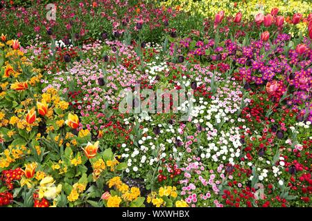 Frühling in London - bunte Vielfalt von Blumen im St. James' Park: Primeln und Tulpen. Stockfoto