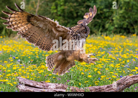 Uhu im Flug Stockfoto