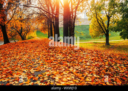 Herbst sonnige bunte Landschaft. Herbst park Bäume und gefallenen Herbst Blätter auf dem Boden entlang der Park Alley im sonnigen Oktober Abend Stockfoto