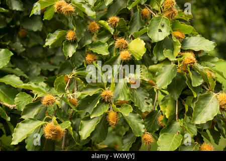 Gemeinsame Buche (Fagus sylvatica) mit Mast, England, Großbritannien Stockfoto