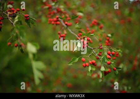 Branchen mit roten Beeren und Blätter von weißdorn Stockfoto