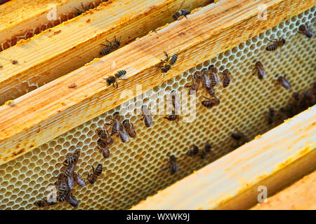 Nahaufnahme von den Arbeitsbienen auf die Wabe mit süßem Honig. Honig ist die Bienenzucht gesunde Produkte. Stockfoto