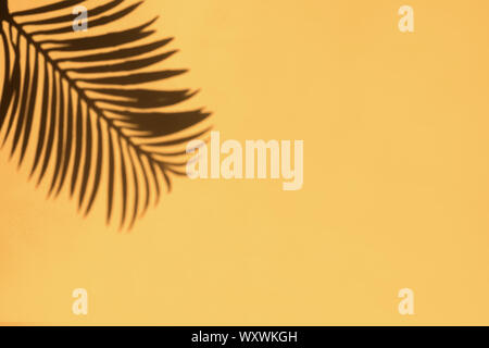 Tropic palm leaf Schatten auf den hellen gelben wand hintergrund. Design Template mit Kopie Raum Stockfoto