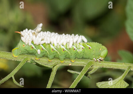 Ein tabakkäfer Larve, Manduca sexta, Fütterung auf Tomaten und mit parasitc braconid Wasp Kokons befestigt. Stockfoto