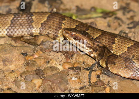 Nahaufnahme einer cottonmouth Mokassin, Agkistridon Piscivorus. Stockfoto