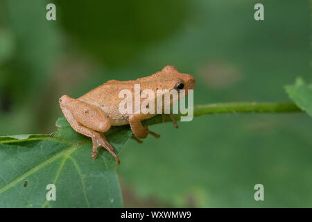 Eine orange-farbigen Laubfrosch, Hyla sp., auf einem blattstiels. Stockfoto