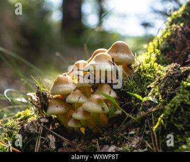 Bündel von Pilzen im Wald gegen Sonnenlicht Stockfoto