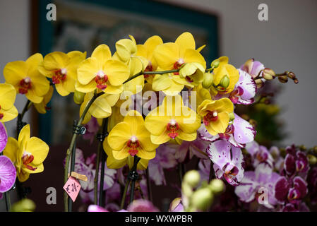 Motte Orchidee, Phalaenopsis, gelben Blütenblättern Stockfoto