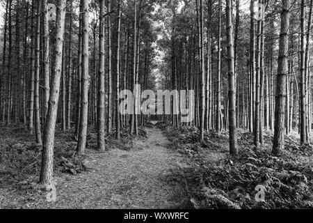 Auf Cannock Chase in Staffordshire eine breite, gerade Wanderweg führt durch einen dunklen Wald von hohen Kiefern Bäume - Schwarz/Weiß-Bild Stockfoto
