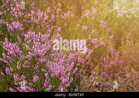 Schöne Heather Blumen auf der Wiese an einem sonnigen Tag. Natur Hintergrund. Stockfoto