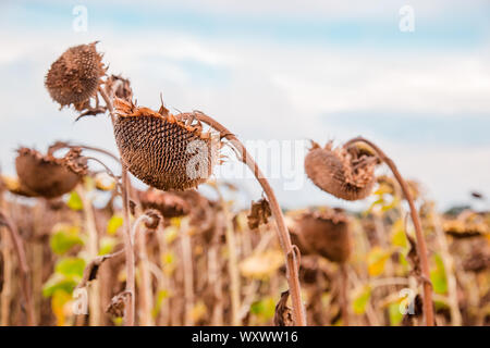 Nahaufnahme der getrockneten reifen Sonnenblumen auf ein sonnenblumenfeld Warten auf die Ernte an einem sonnigen Tag. Feld Nutzpflanzen. Stockfoto