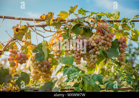 Reife Trauben im Weinberg. Herbst Ernte der Trauben wachsen auf Rebstöcke in einem Weinberg. Stockfoto