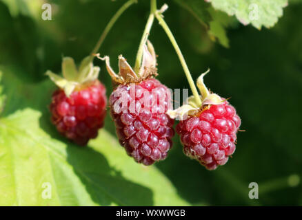 Loganberry. Eine Gruppe von loganbeeren Reifung auf einer Anlage Stockfoto