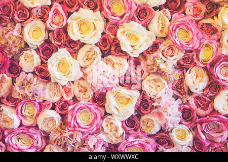 Blumen Wand Hintergrund mit erstaunlichen rot, rosa und weißen Rosen, Hochzeit Deko, in Handarbeit gefertigt. Toning Stockfoto