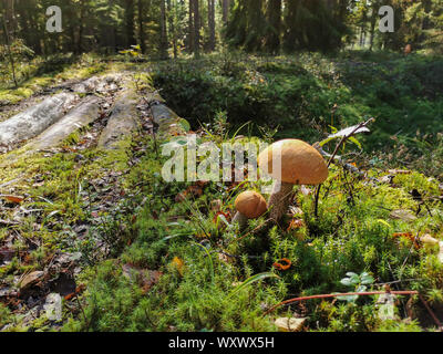 Orange cap Steinpilze. Ernte von Wald essbare Pilze. Eine junge steinpilze wächst in den Wald, ein Pilz mit einem roten Motorhaube und einem weißen Fuß unter den trockenen Stockfoto