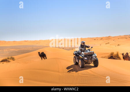 Merzouga, Marokko - Februar 25, 2016: ein Reiter auf einem Quad ATV-Laufwerke über Sanddünen, Kamele, wie Sie unter einem blauen Himmel an einem sonnigen Tag in t Wandern Stockfoto